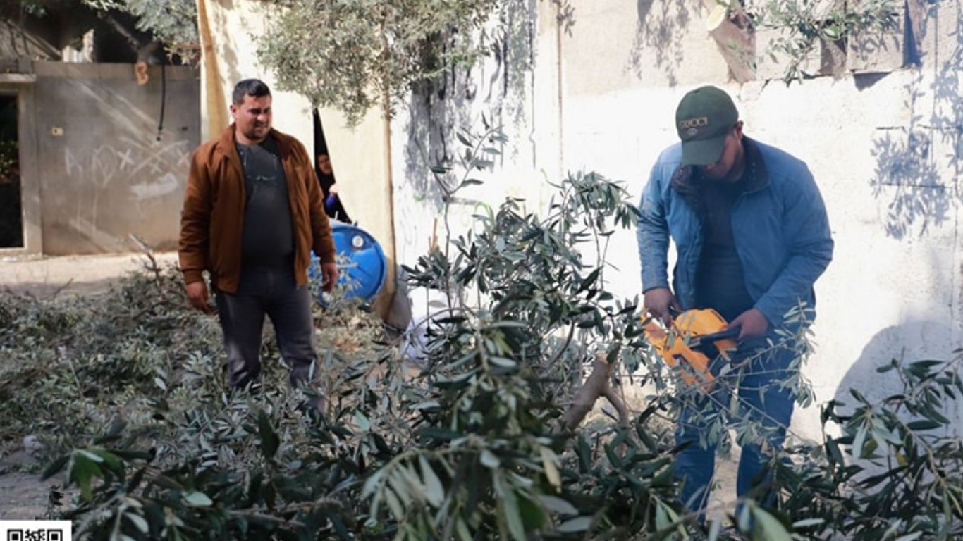 إزالة الأشجار المتعدية على الشوارع (قسم الصحة والبيئة)